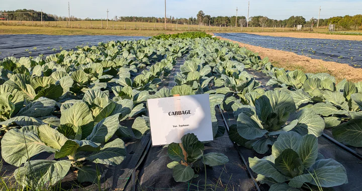 cabbage rows at Tuskegee University's organic farm