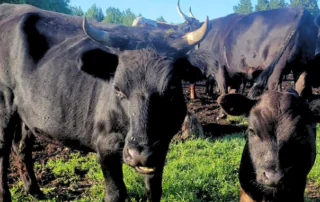 A cow and a calf.