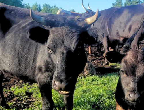Farmer-Led Trials Program Spotlight: O’Meara Family Farm
