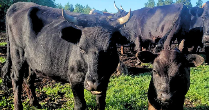 A cow and a calf.
