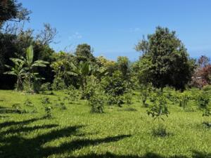 Various trees, including bananas, planted on a farm.