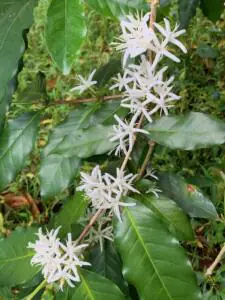 Coffee flowers.