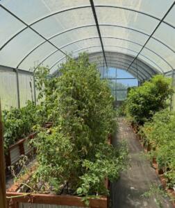 Plants growing in raised beds inside a hoop house. 