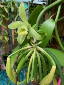Vanilla bean orchid.