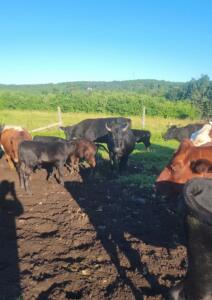 A herd of cows on a tilled field.