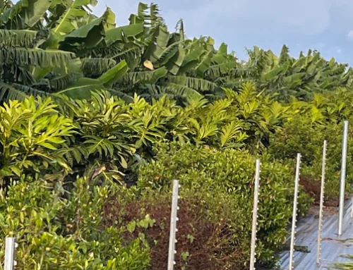 Two Oʻahu Farmers Share Wins & Challenges Accessing CSP Support