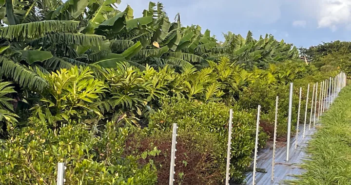 Rows of banana trees and shrubs behind white fence.