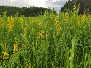Sunn hemp plants blooming.