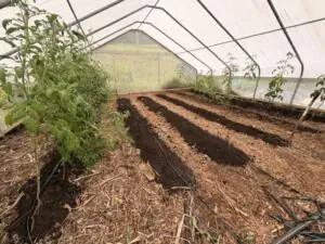 Mulched beds in a hoop house. 