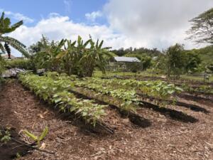Mulched rows of tropical crops.