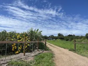 A dirt road with two fences on either side, showing the entrance to Sunshine Farm Foundation.