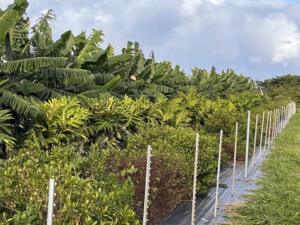 A row of banana trees and shrubs with fencing.
