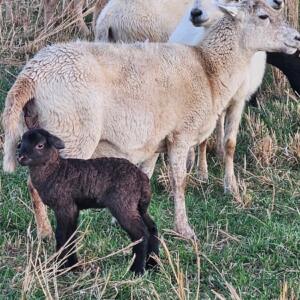 FLT_Chestnut Acres_2026_Lambs A black lamb in the field in front of a white sheep.