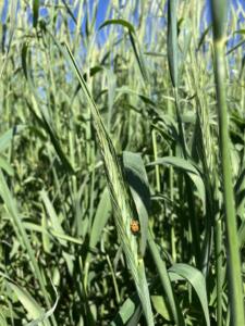 A lady bug in a wheat field.