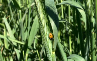 A lady bug in a wheat field.