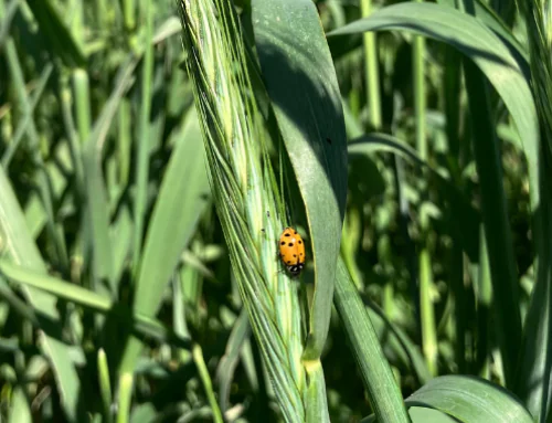 Why Capacity Funding is Foundational for Organic Agricultural Research