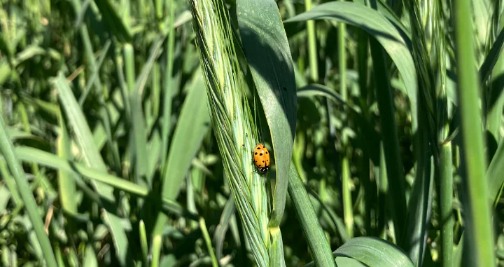A lady bug in a wheat field.