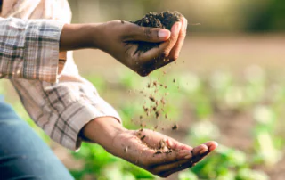 Hands shifting soil