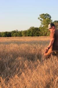 Farmer Chris Barnett walks through a wheat field. 