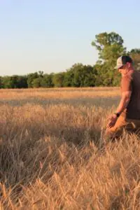 Farmer Chris Barnett walks through a wheat field. 
