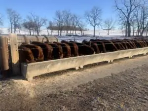 Cows on the bunk at Geiger Grains