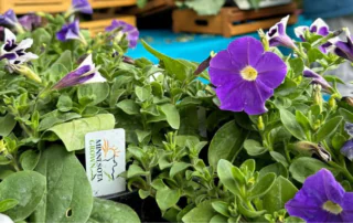 Petunias for sale with the Minnesota Grown label.