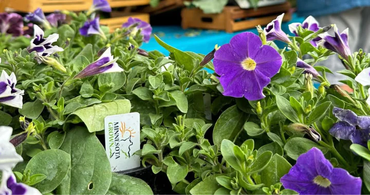 Petunias for sale with the Minnesota Grown label.