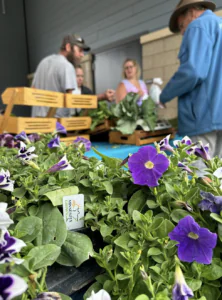 Petunia starts for sale at a farmers' market with the Minnesota Grown Label. 
